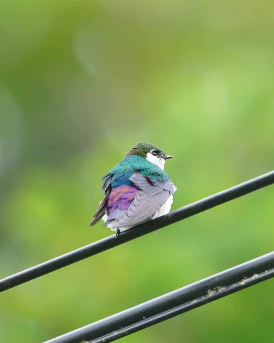Violet-green Swallow - ML637485350