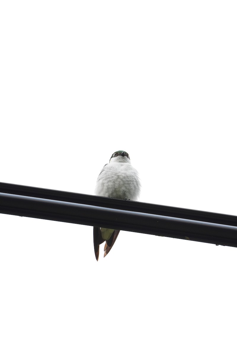 Violet-green Swallow - ML637485351