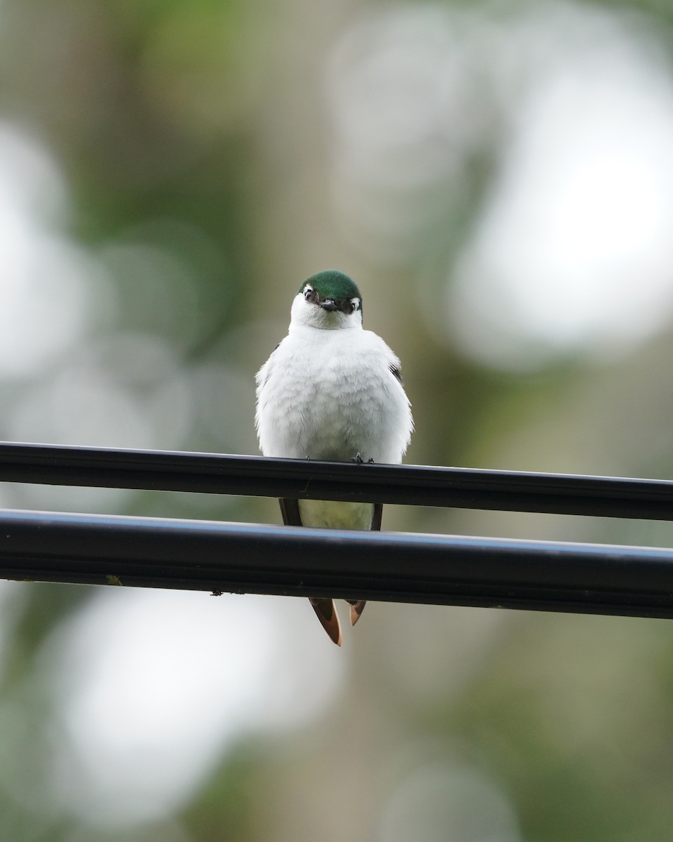 Violet-green Swallow - ML637485352