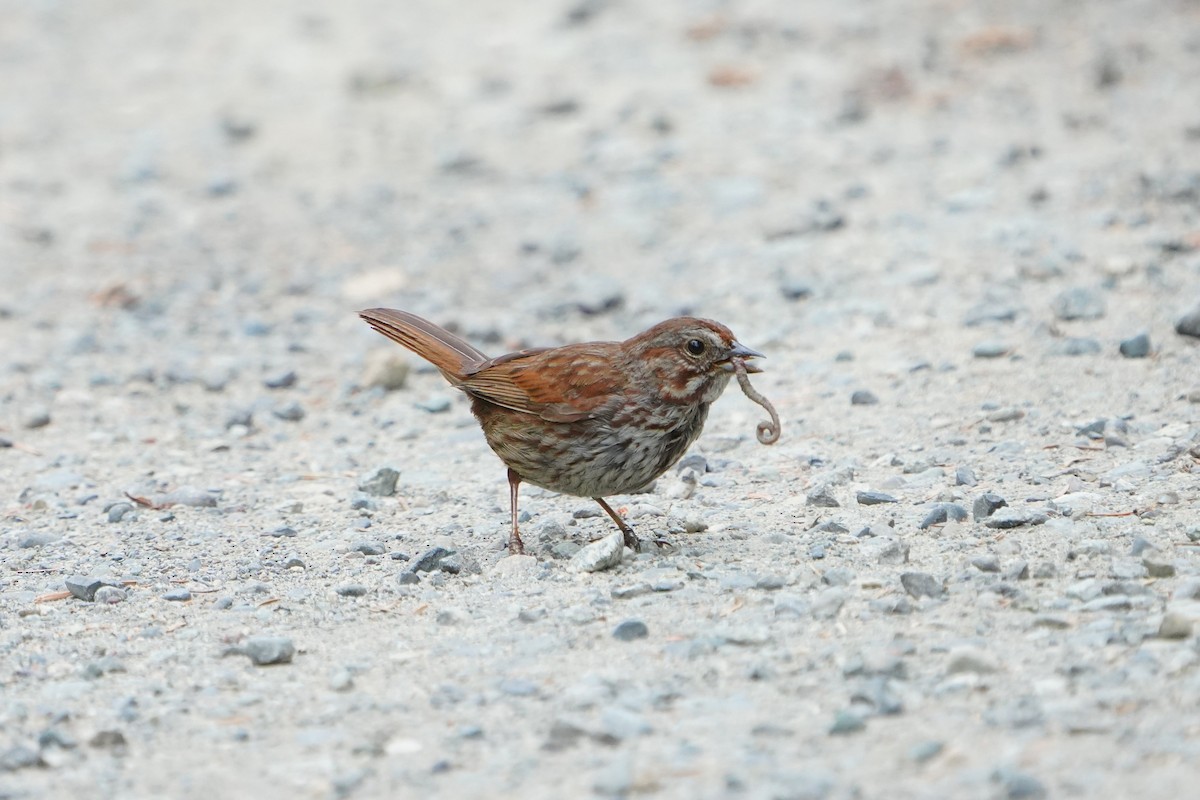Song Sparrow - ML637485357
