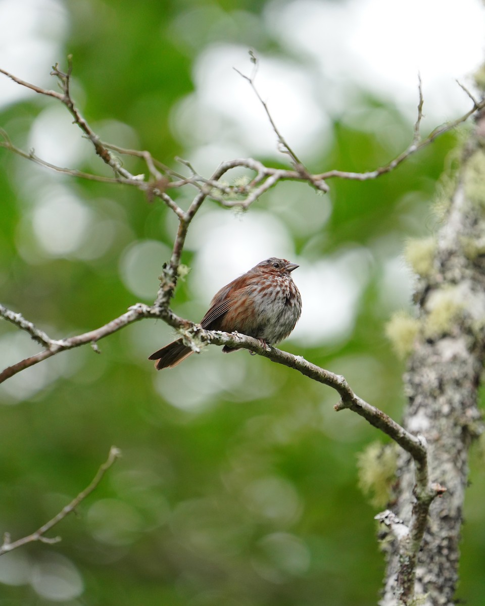 Song Sparrow - ML637485358