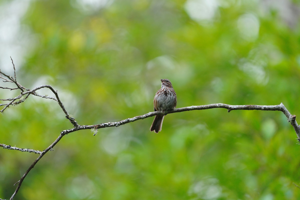 Song Sparrow - ML637485359