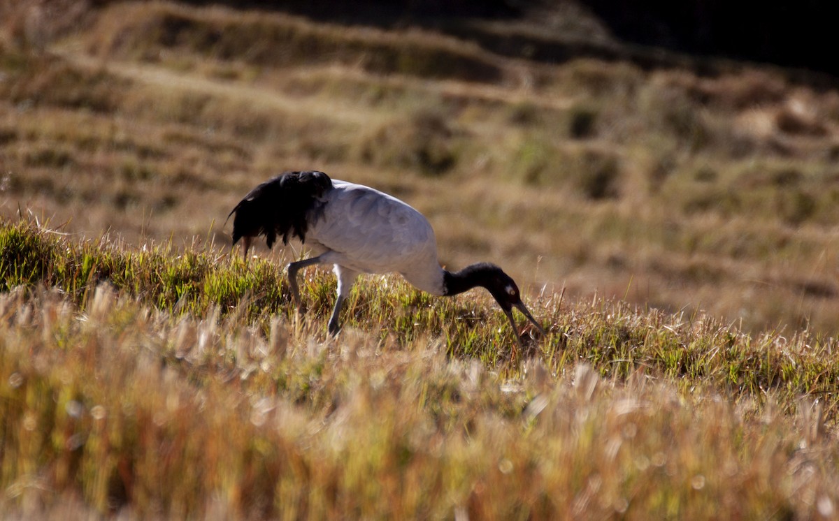 Black-necked Crane - ML637485402