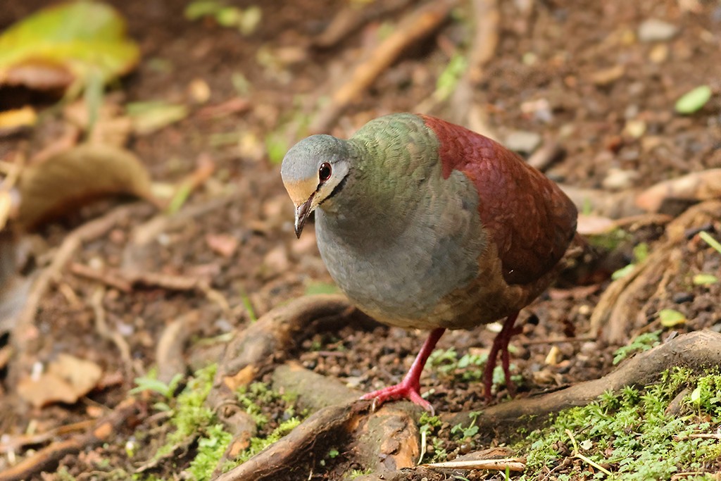 Colombe du Costa Rica - ML637485414