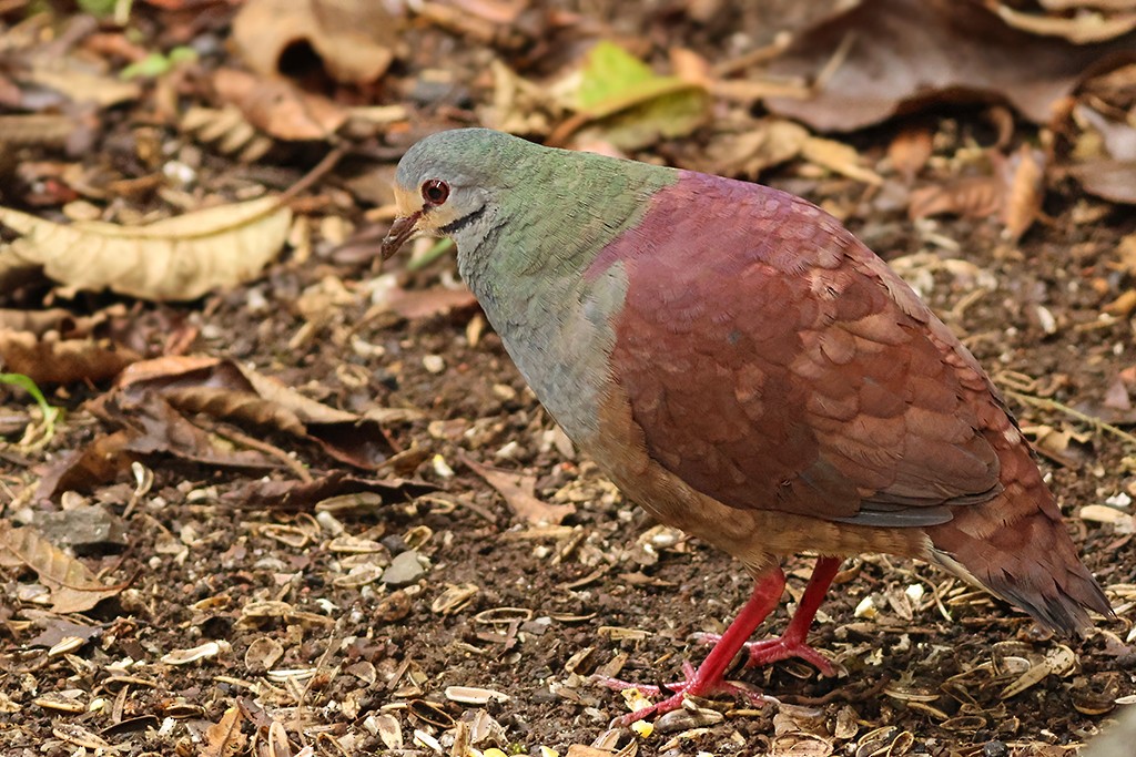 Colombe du Costa Rica - ML637485415