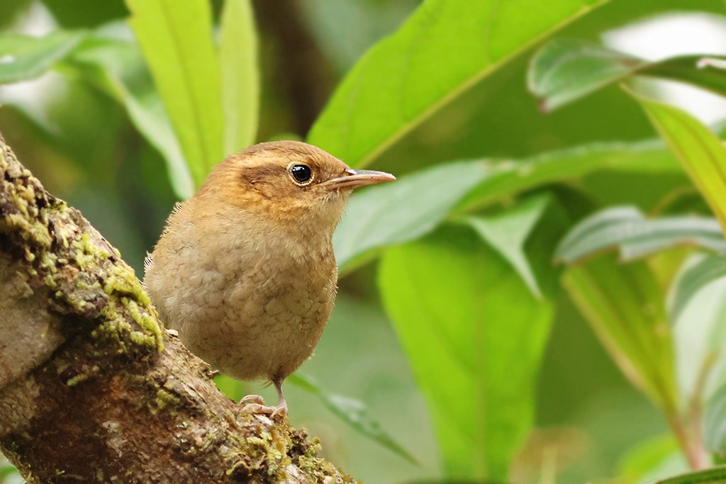 Ochraceous Wren - ML637485431