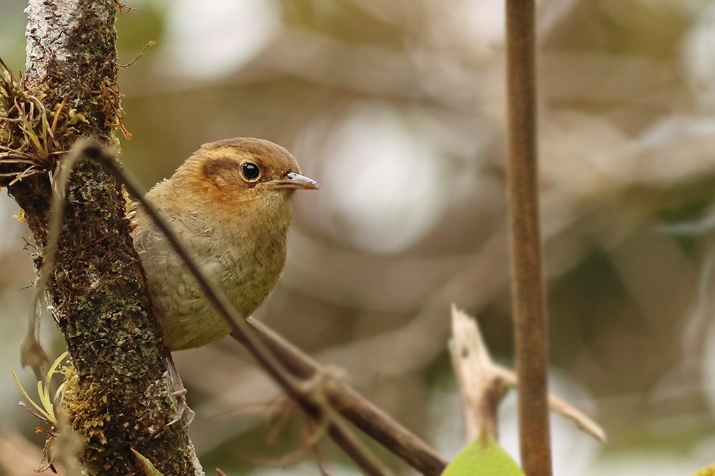 Ochraceous Wren - ML637485432
