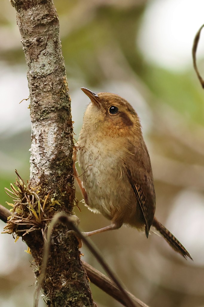 Ochraceous Wren - ML637485433