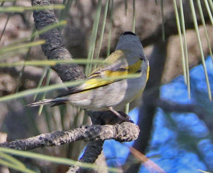 Lawrence's Goldfinch - ML637485520