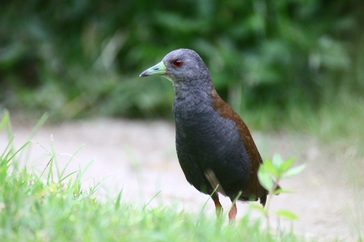 Black-tailed Crake - ML637485579