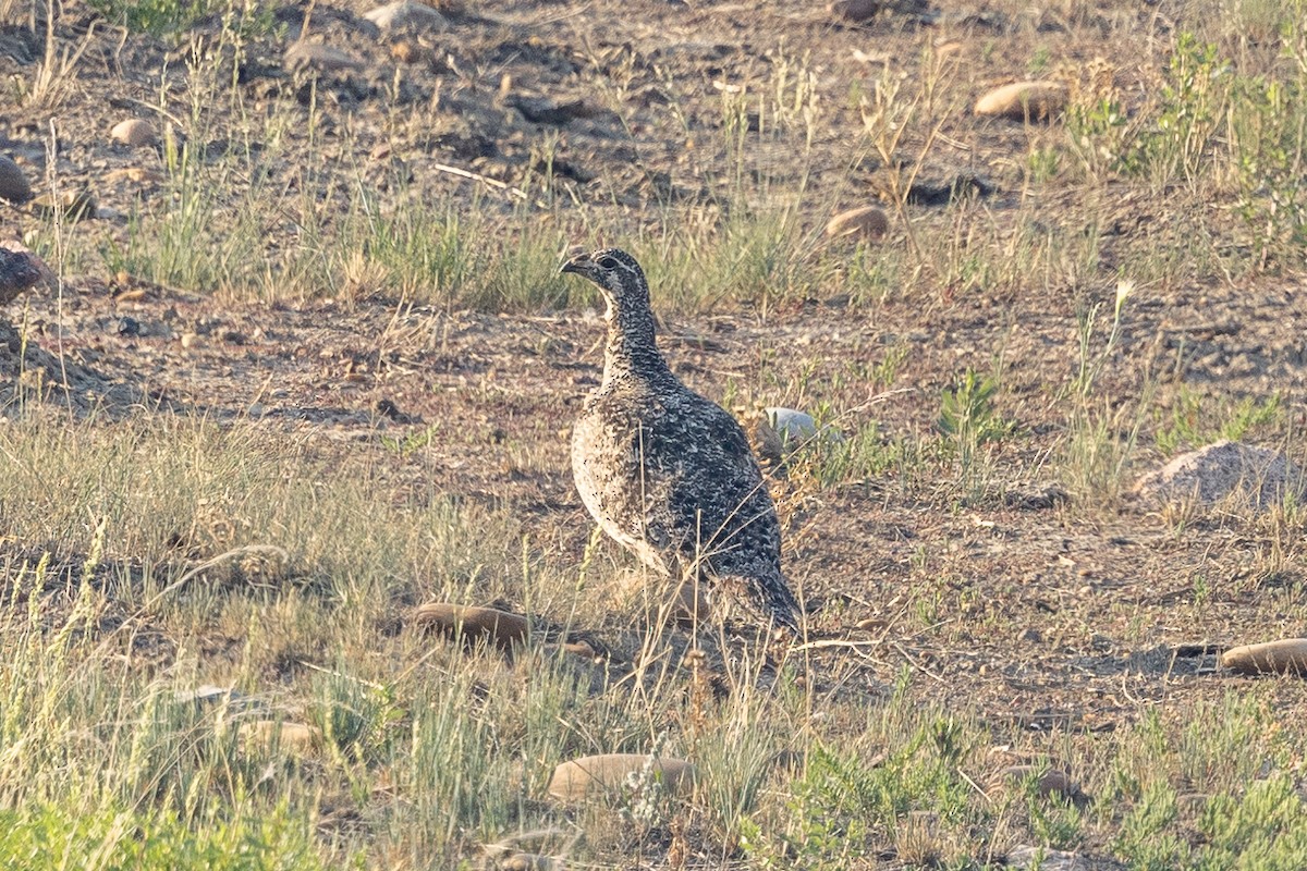 Greater Sage-Grouse - ML637485637