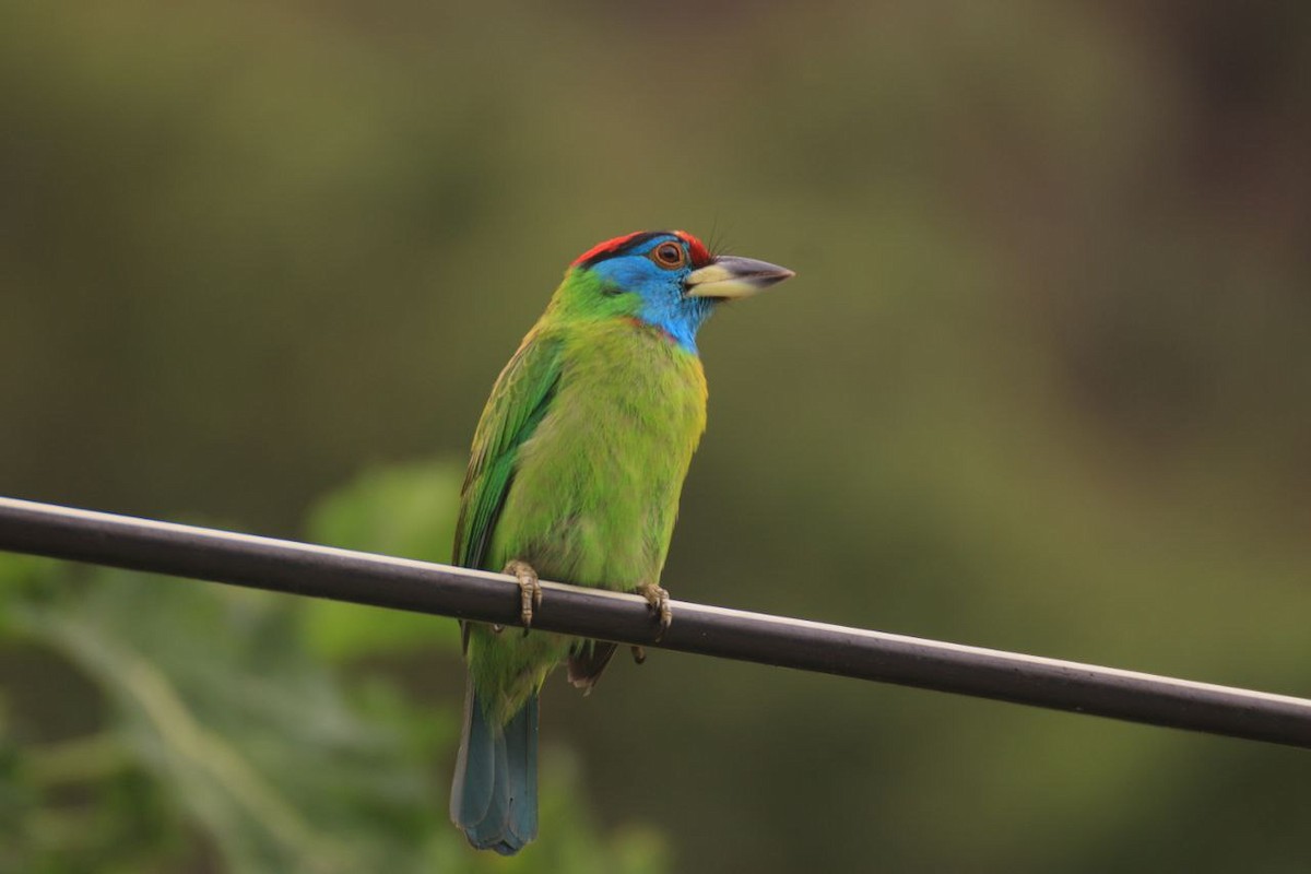 Blue-throated Barbet - ML637485669