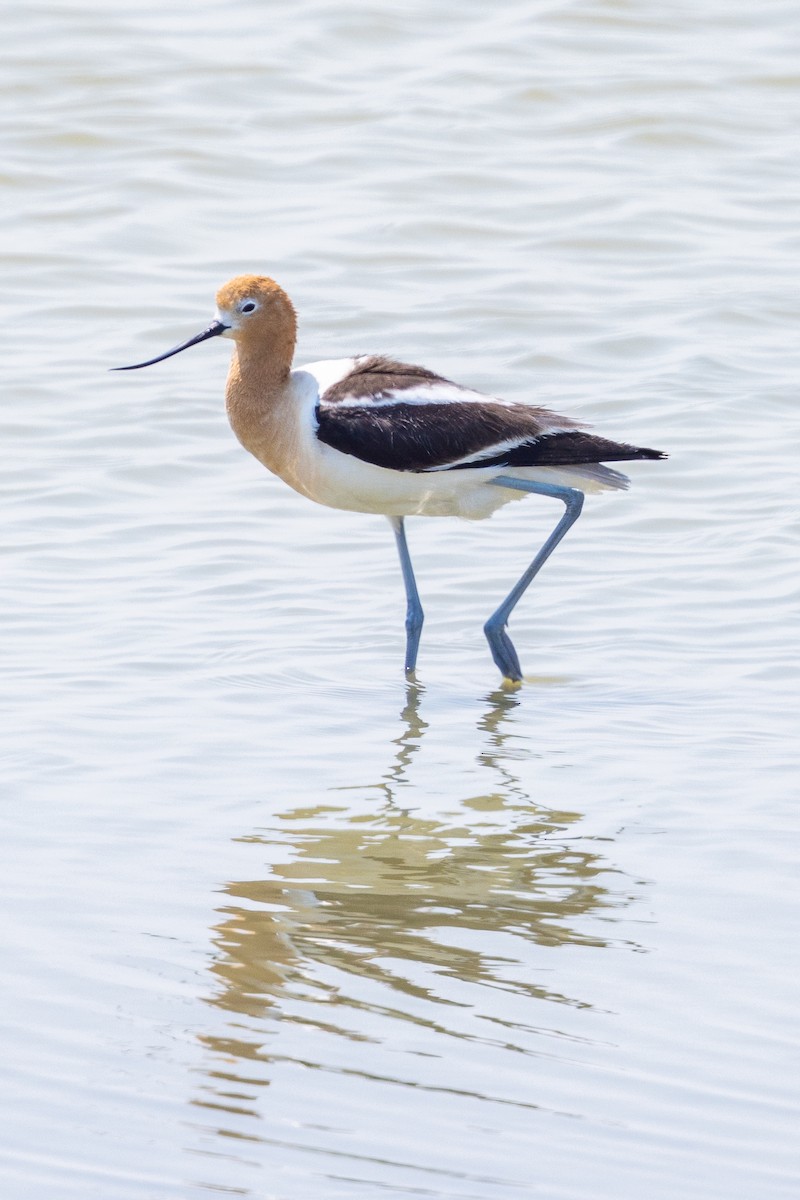 American Avocet - ML637485718