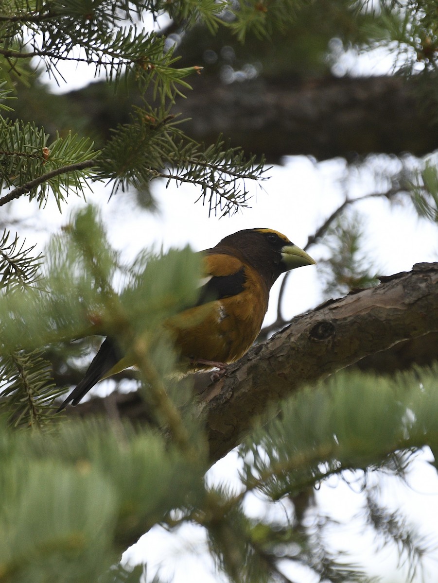 Evening Grosbeak - ML637485754