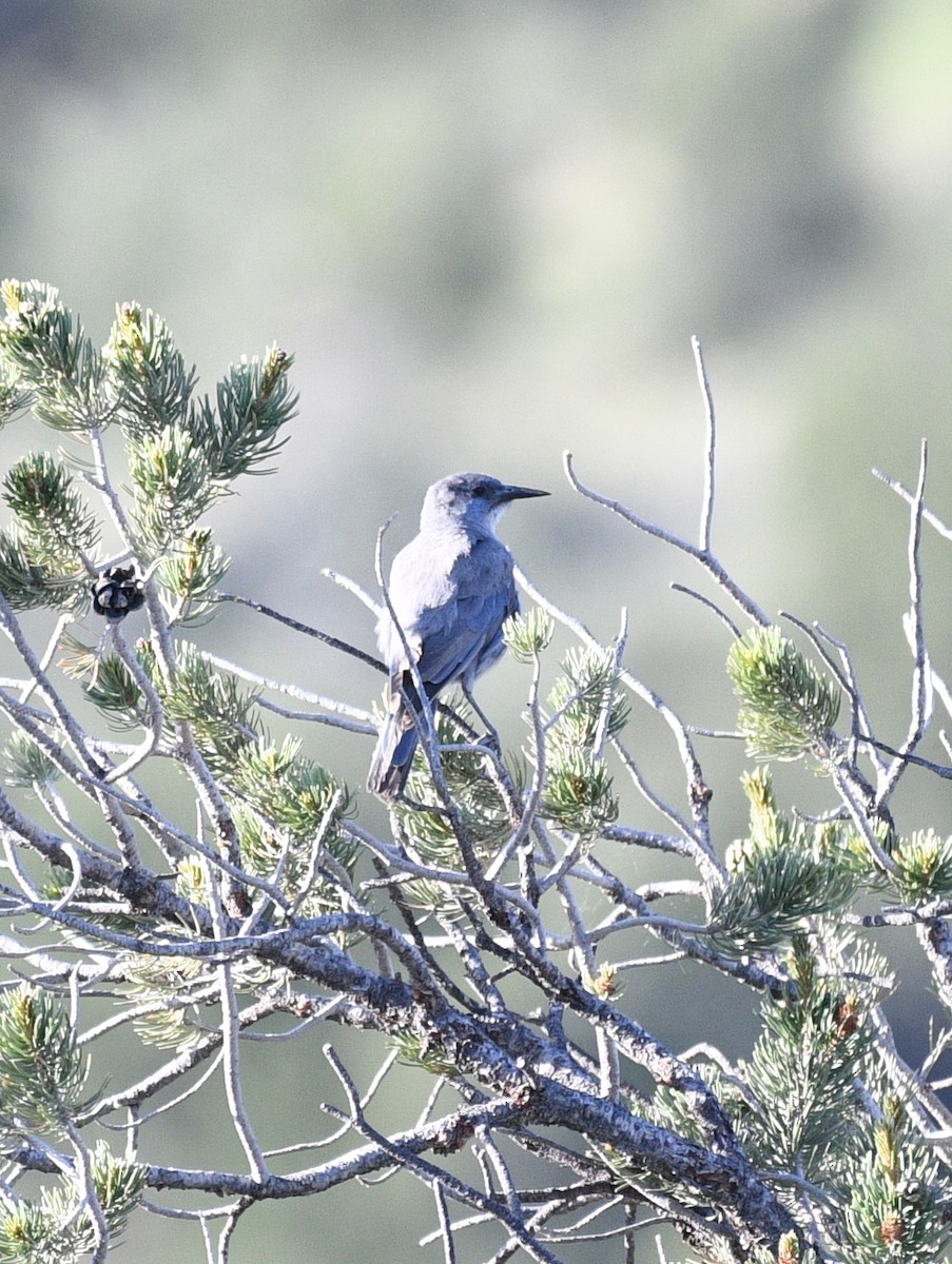 Pinyon Jay - ML637485778