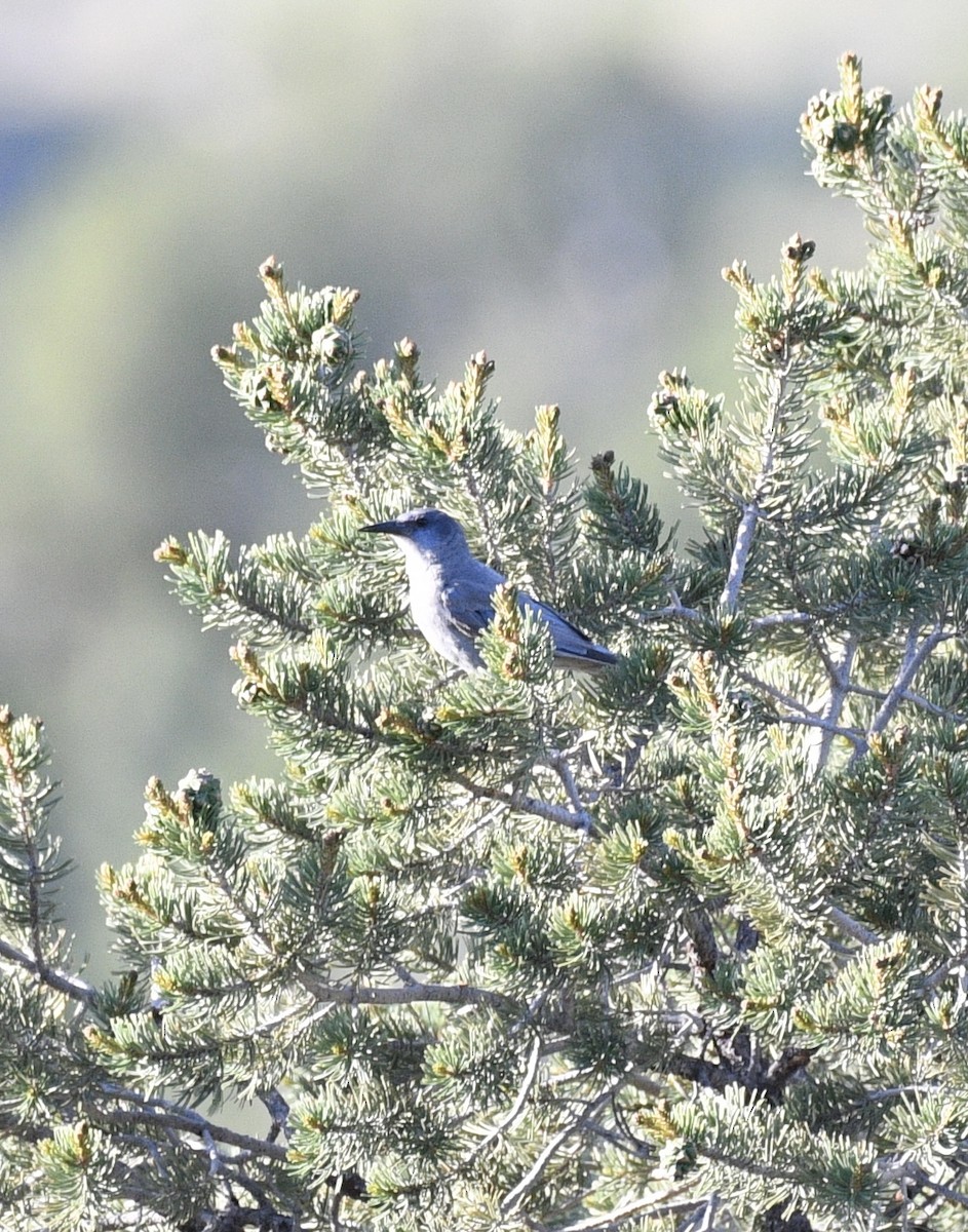 Pinyon Jay - ML637485779