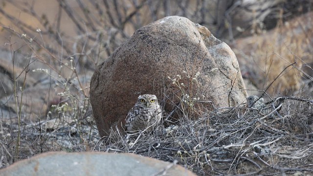 Burrowing Owl - ML637485881