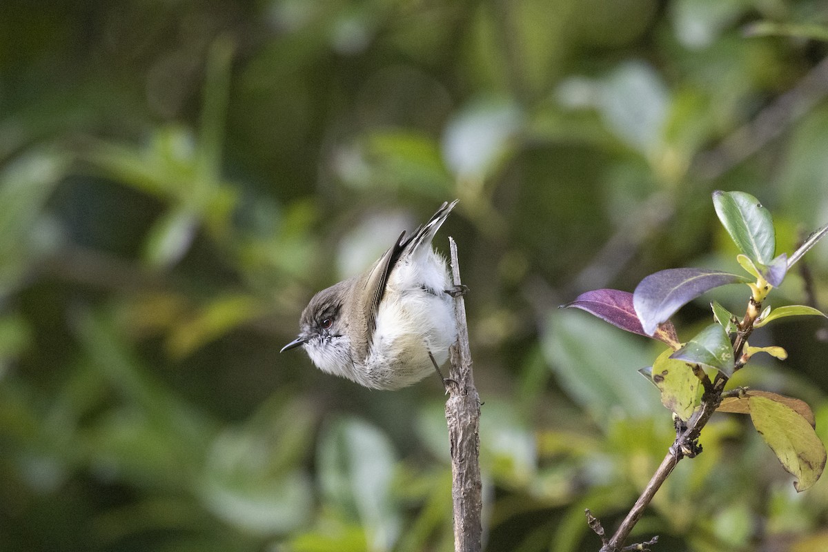 Gray Gerygone - ML637485932