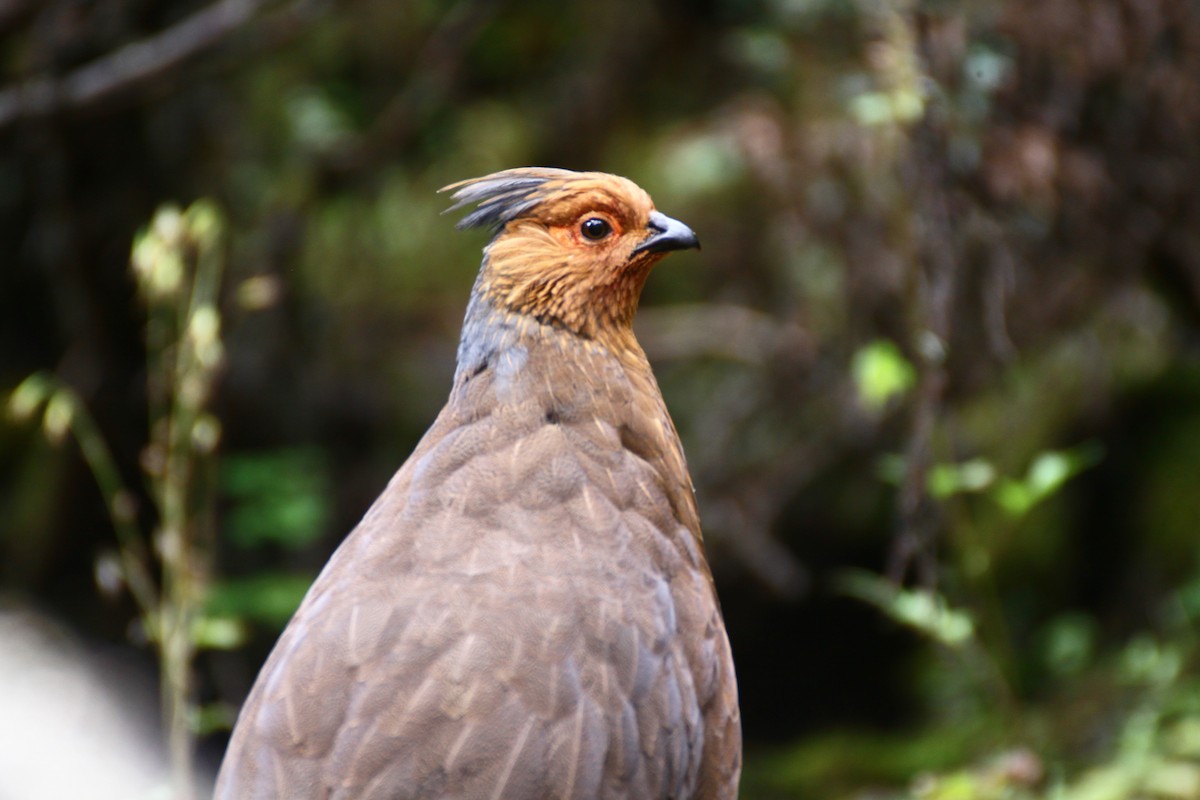 Blood Pheasant - ML637485951