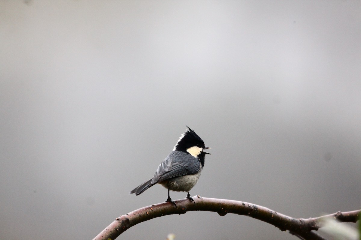 Rufous-vented Tit - ML637485957