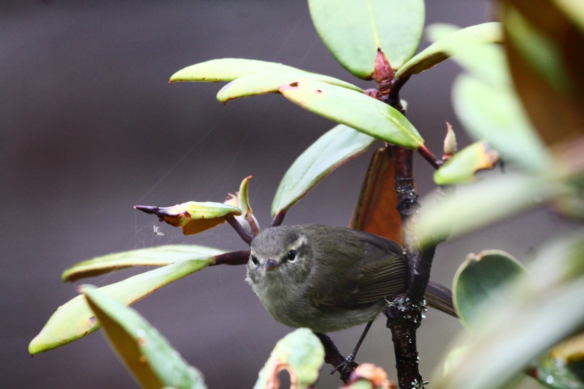 Greenish Warbler - ML637485964