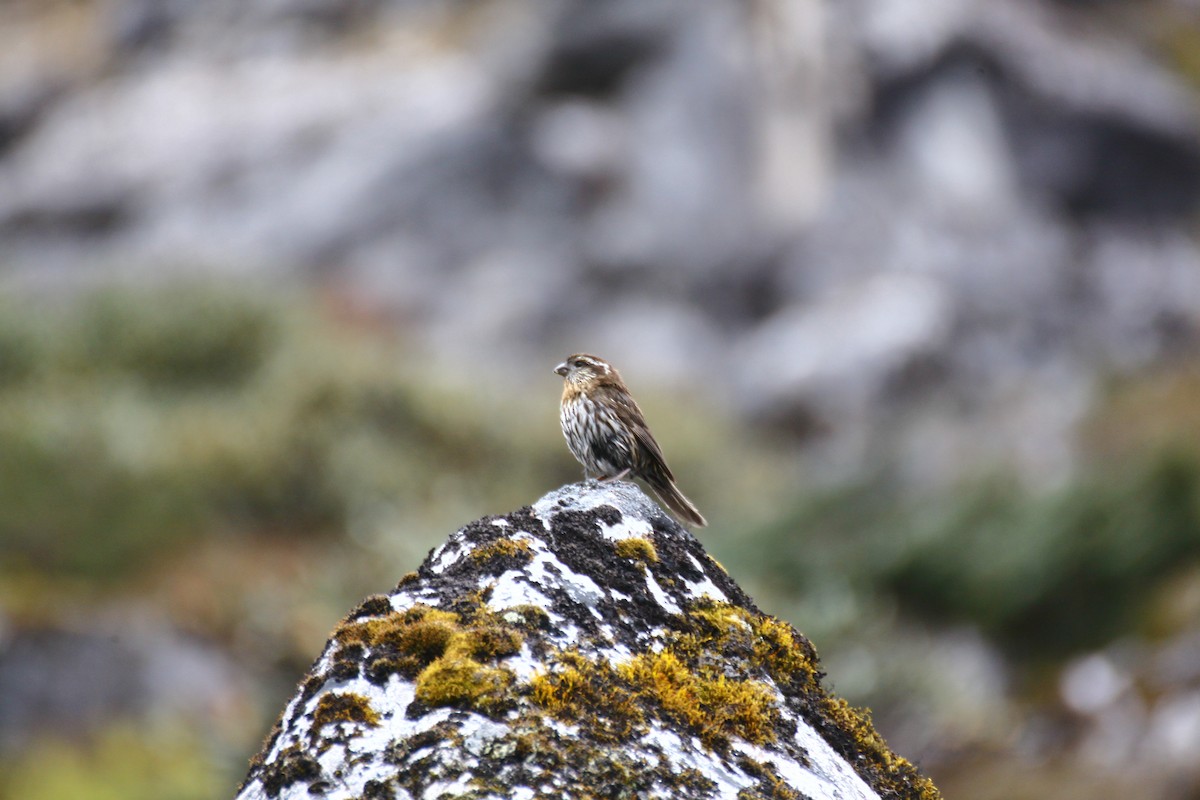 Himalayan White-browed Rosefinch - ML637485974