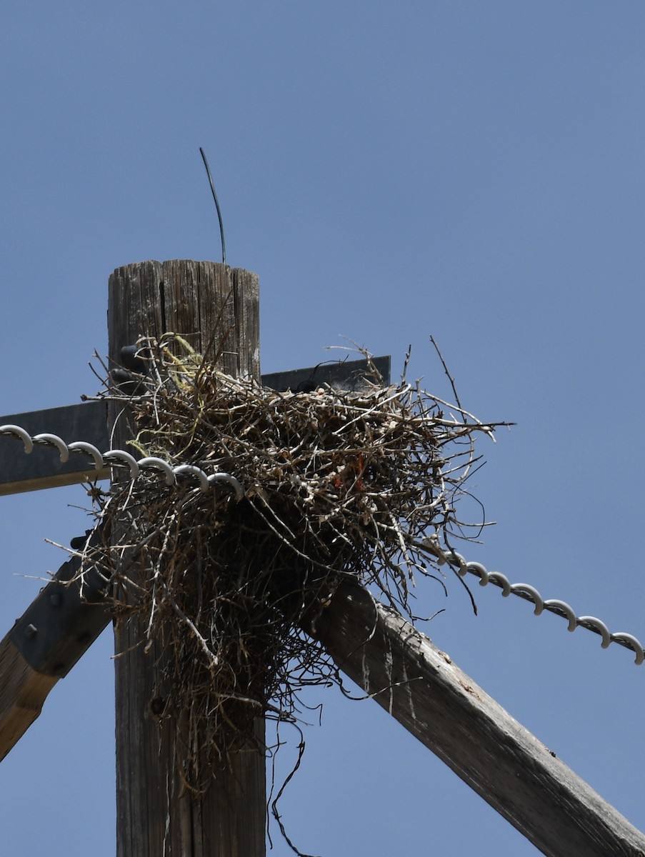 Chihuahuan Raven - ML637485982