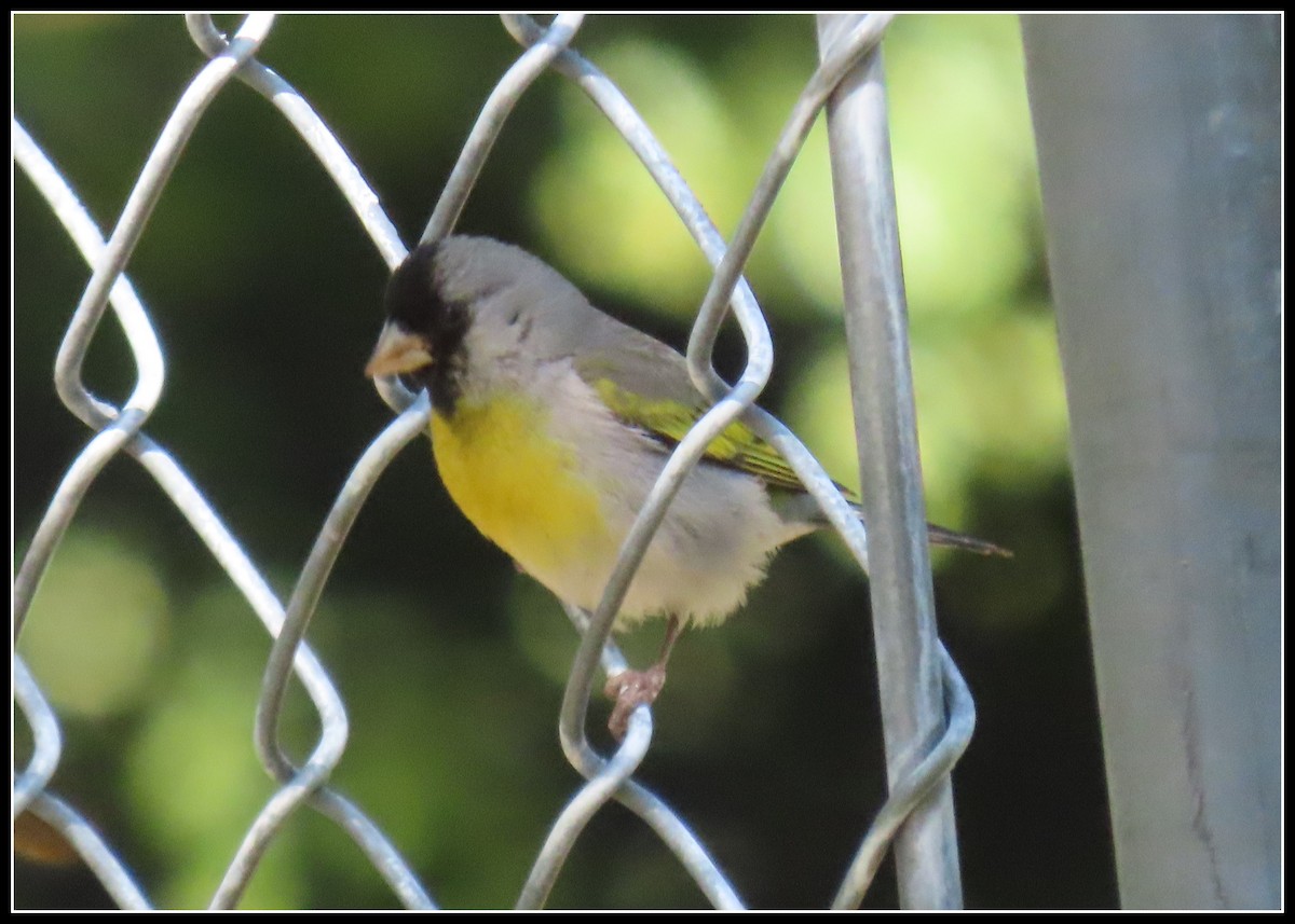 Lawrence's Goldfinch - ML637486002