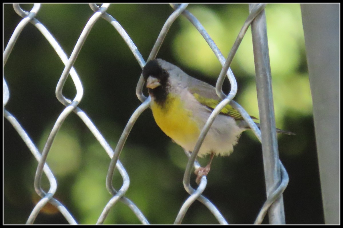 Lawrence's Goldfinch - ML637486003