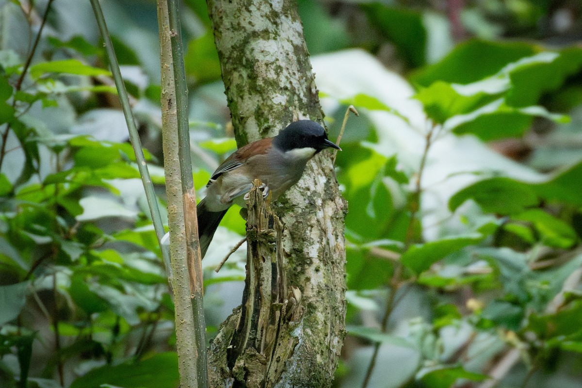 White-cheeked Laughingthrush - ML637486041