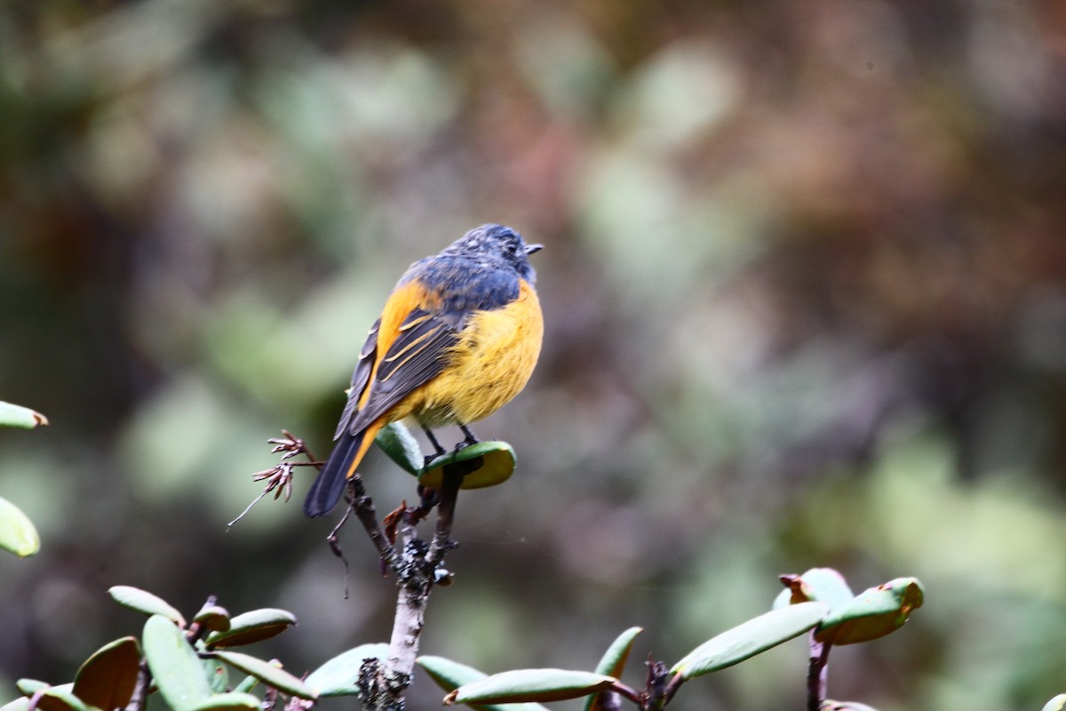 Blue-fronted Redstart - ML637486057