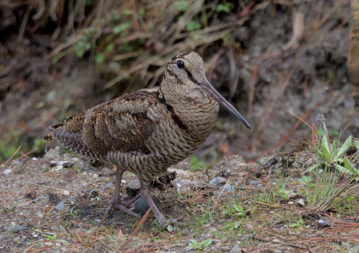 Eurasian Woodcock - ML637486077