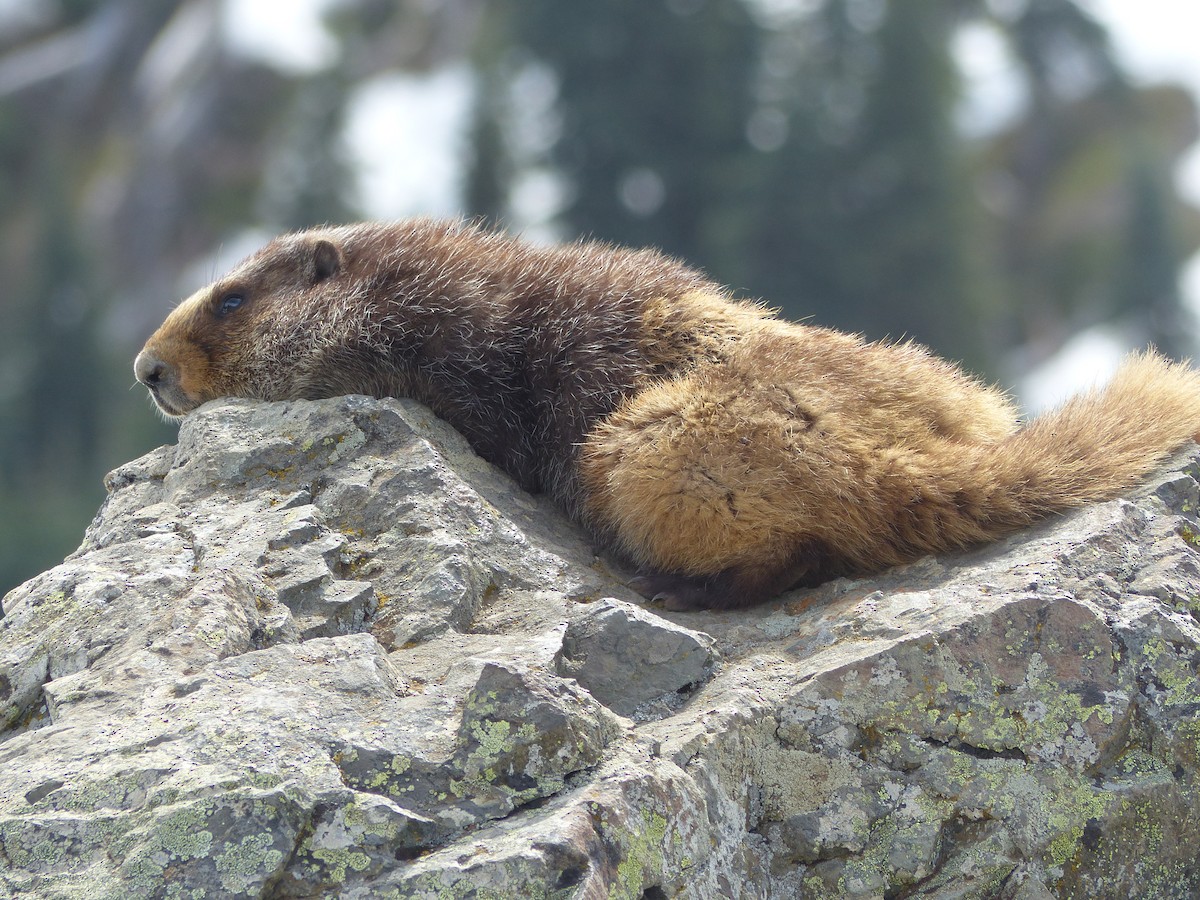 Olympic Marmot - ML637486085