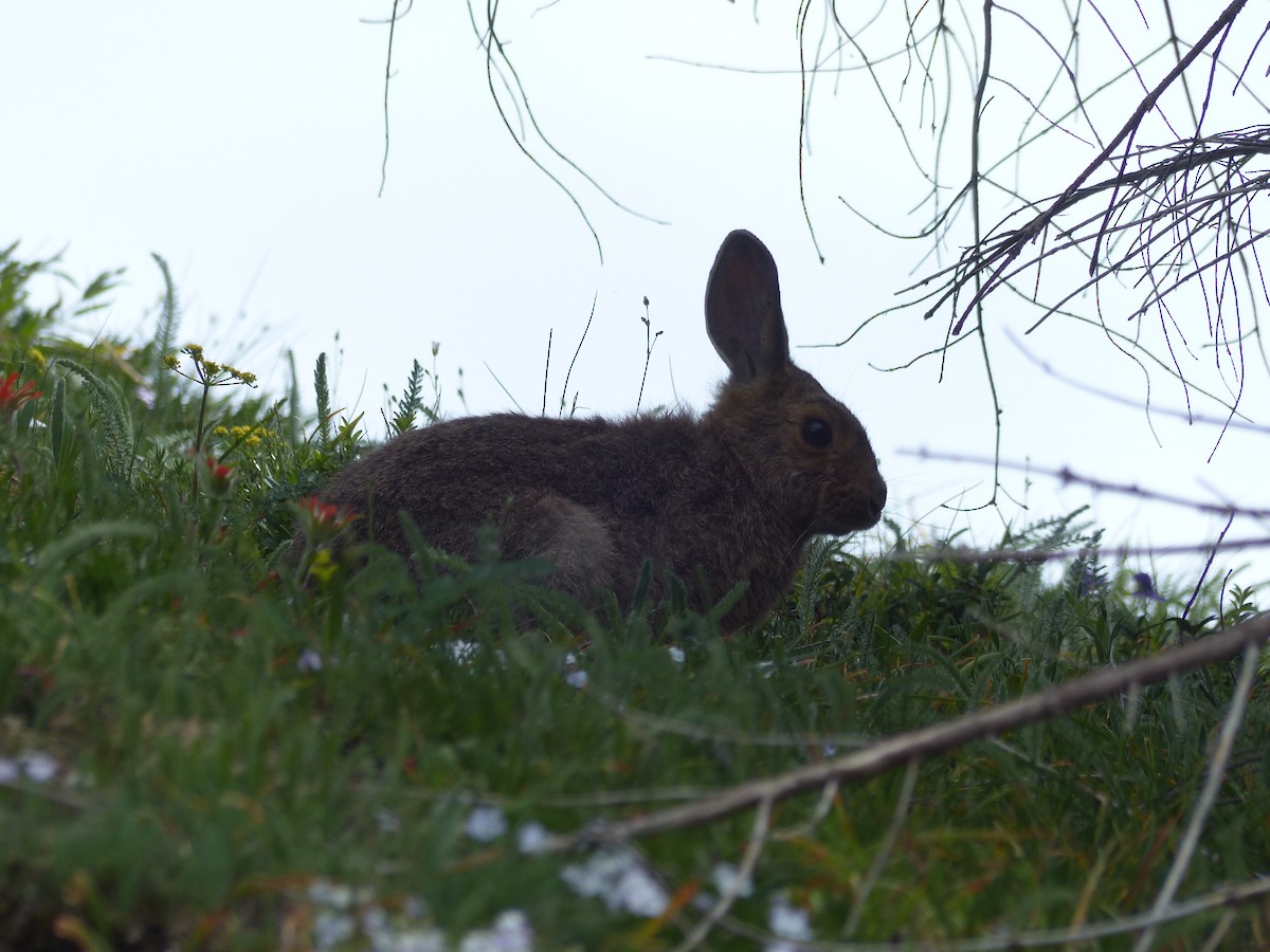 Snowshoe Hare - ML637486089