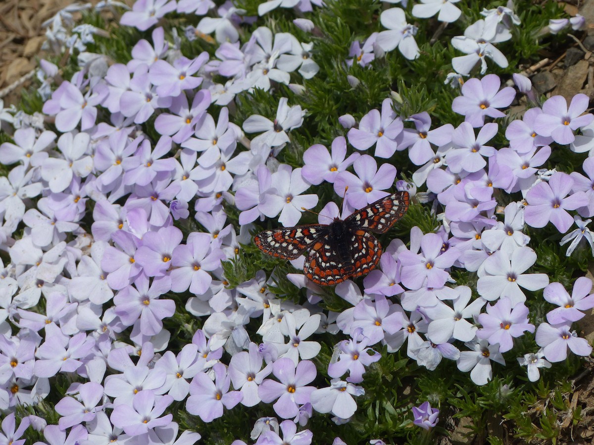Insects - ML637486095