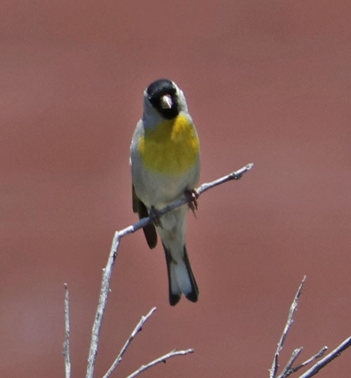 Lawrence's Goldfinch - ML637486100
