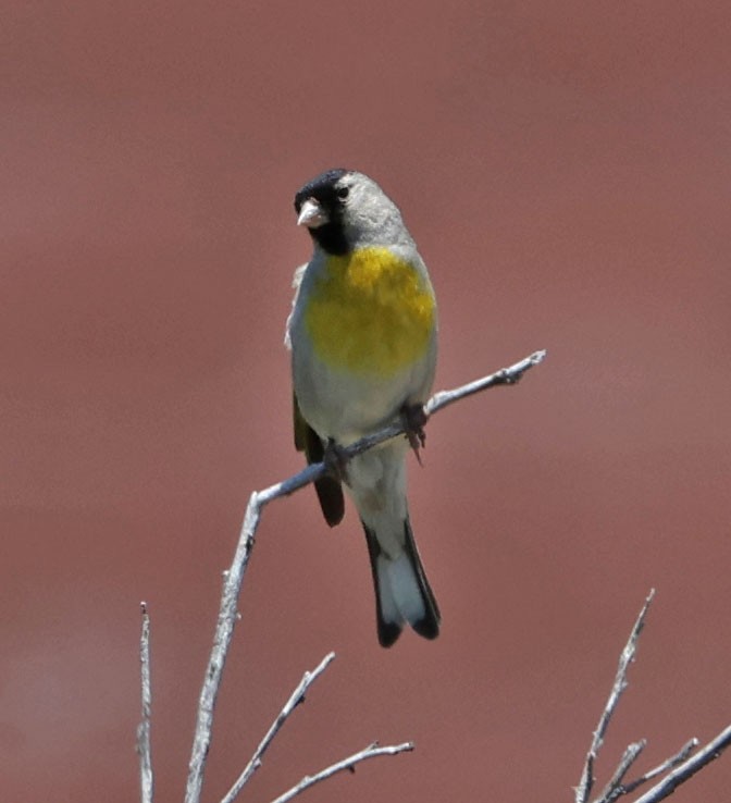 Lawrence's Goldfinch - ML637486101