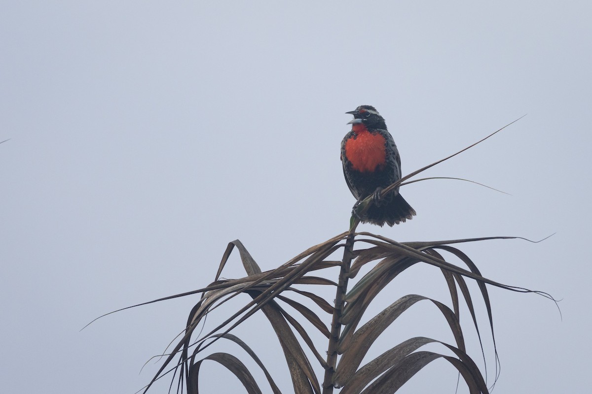 Peruvian Meadowlark - ML637486114