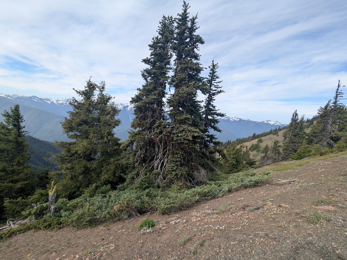 null - ML637486120