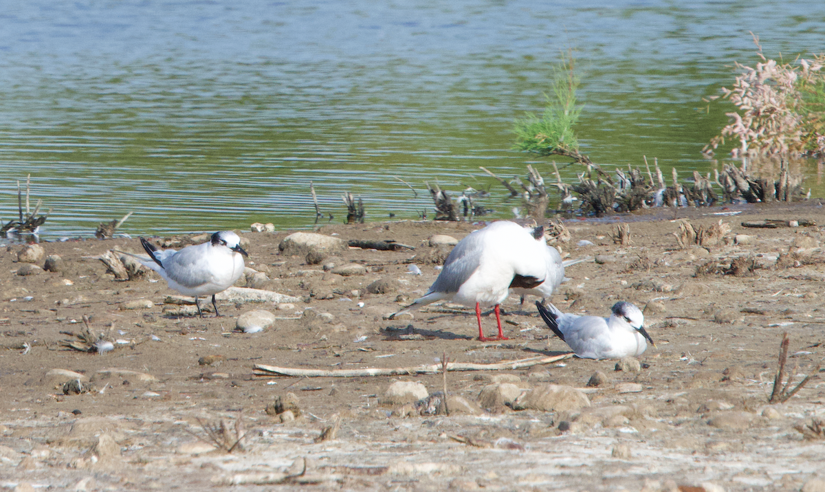 Sandwich Tern - ML637486146