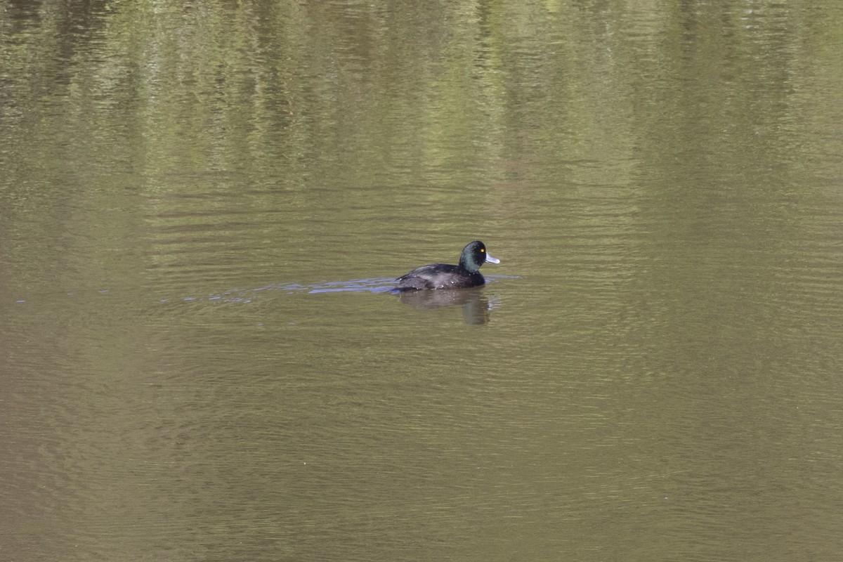 New Zealand Scaup - ML637486156