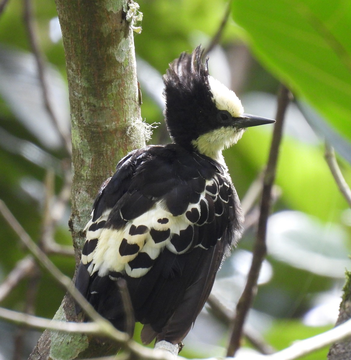 Heart-spotted Woodpecker - ML637486159
