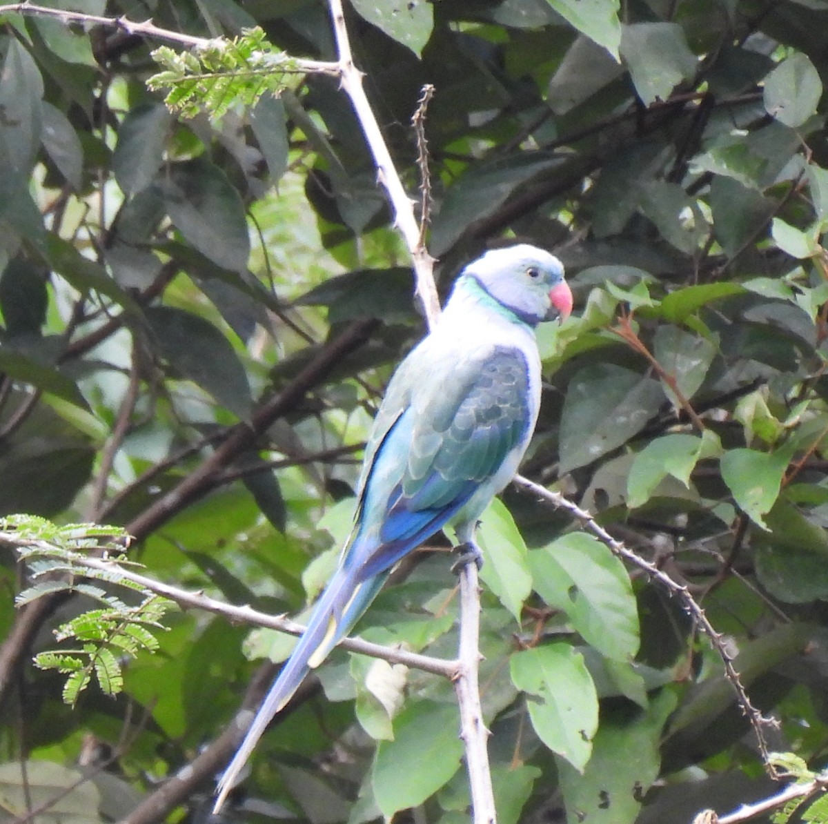 Malabar Parakeet - ML637486170