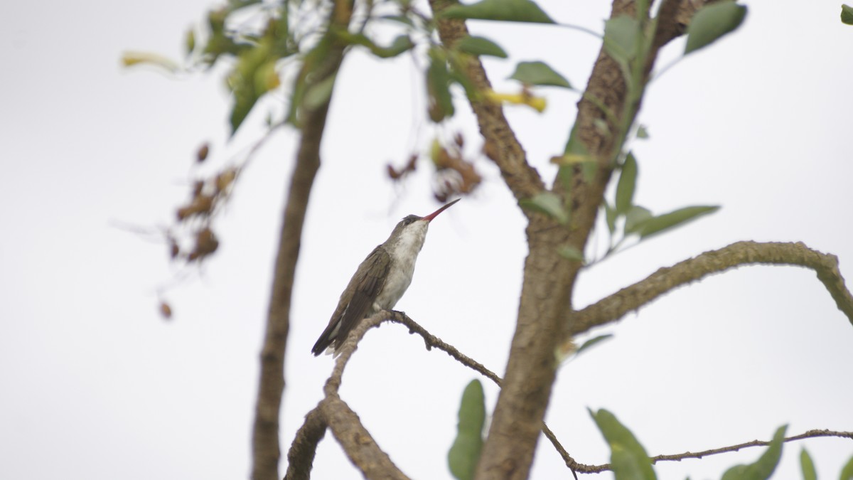 Violet-crowned Hummingbird - ML637486186
