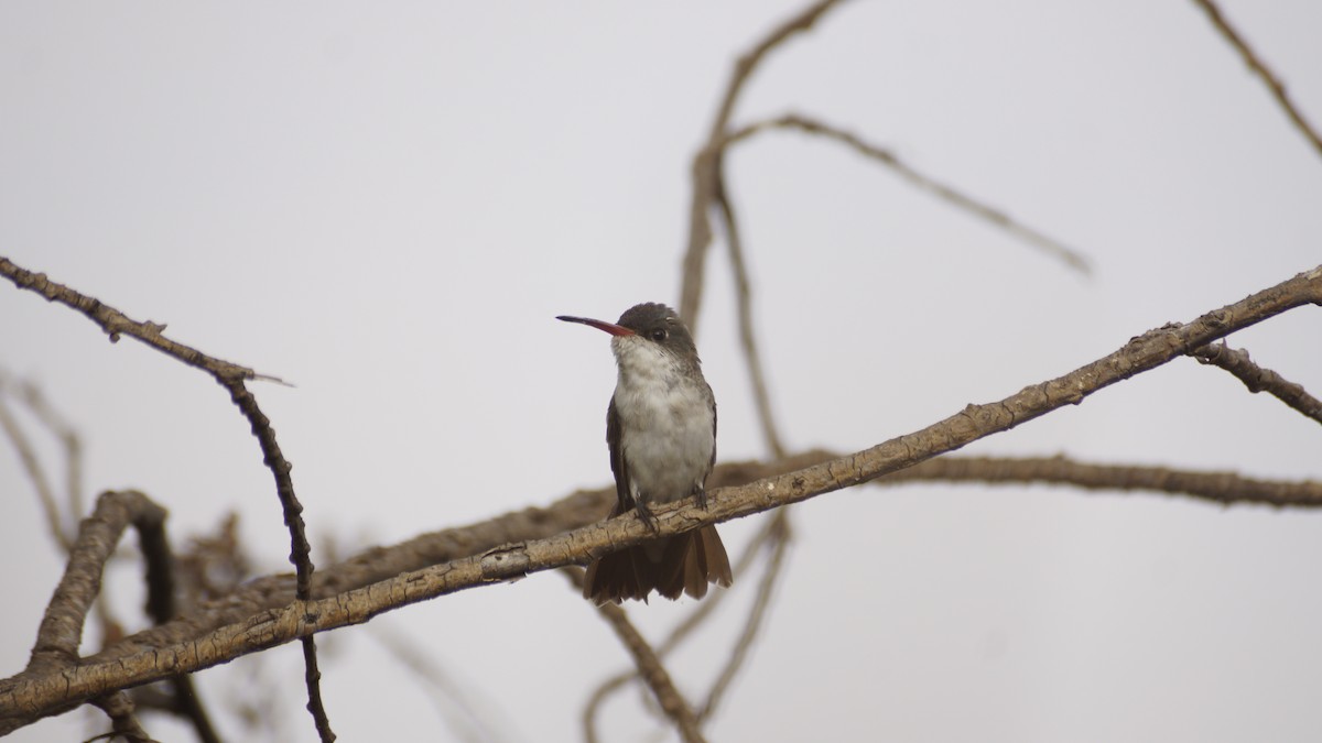 Violet-crowned Hummingbird - ML637486190