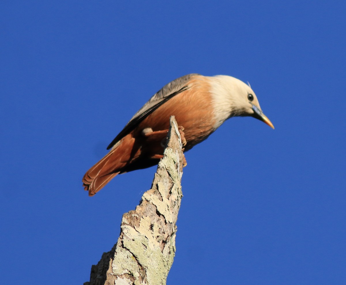 Malabar Starling - ML637486192