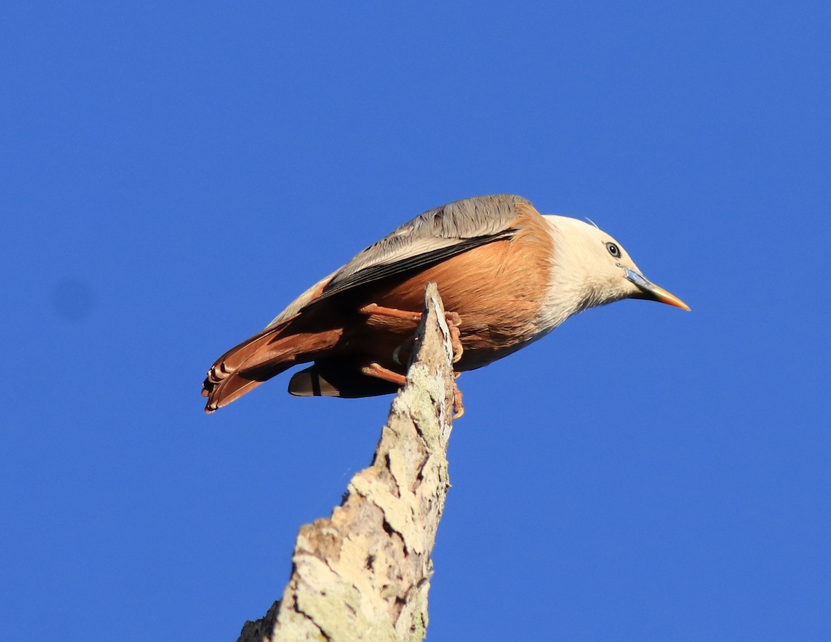 Malabar Starling - ML637486194