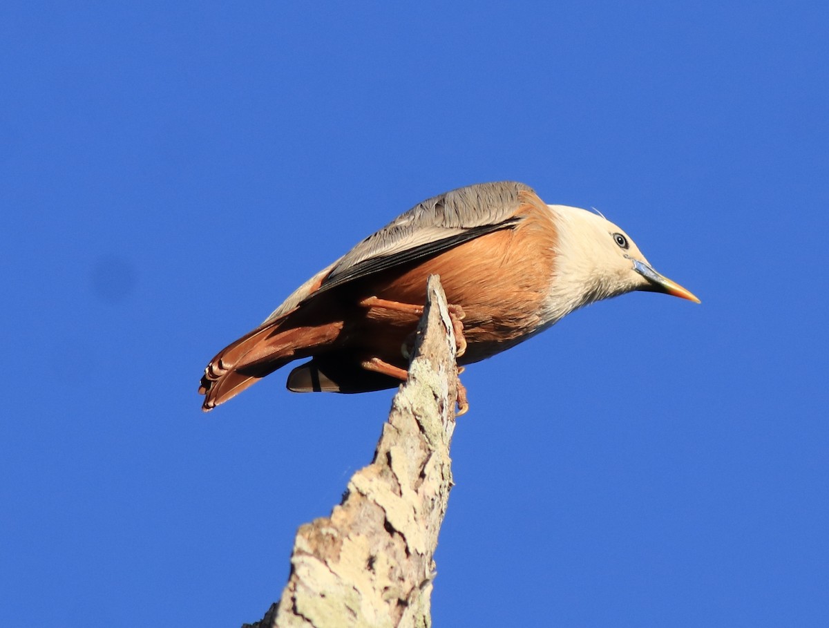 Malabar Starling - ML637486195