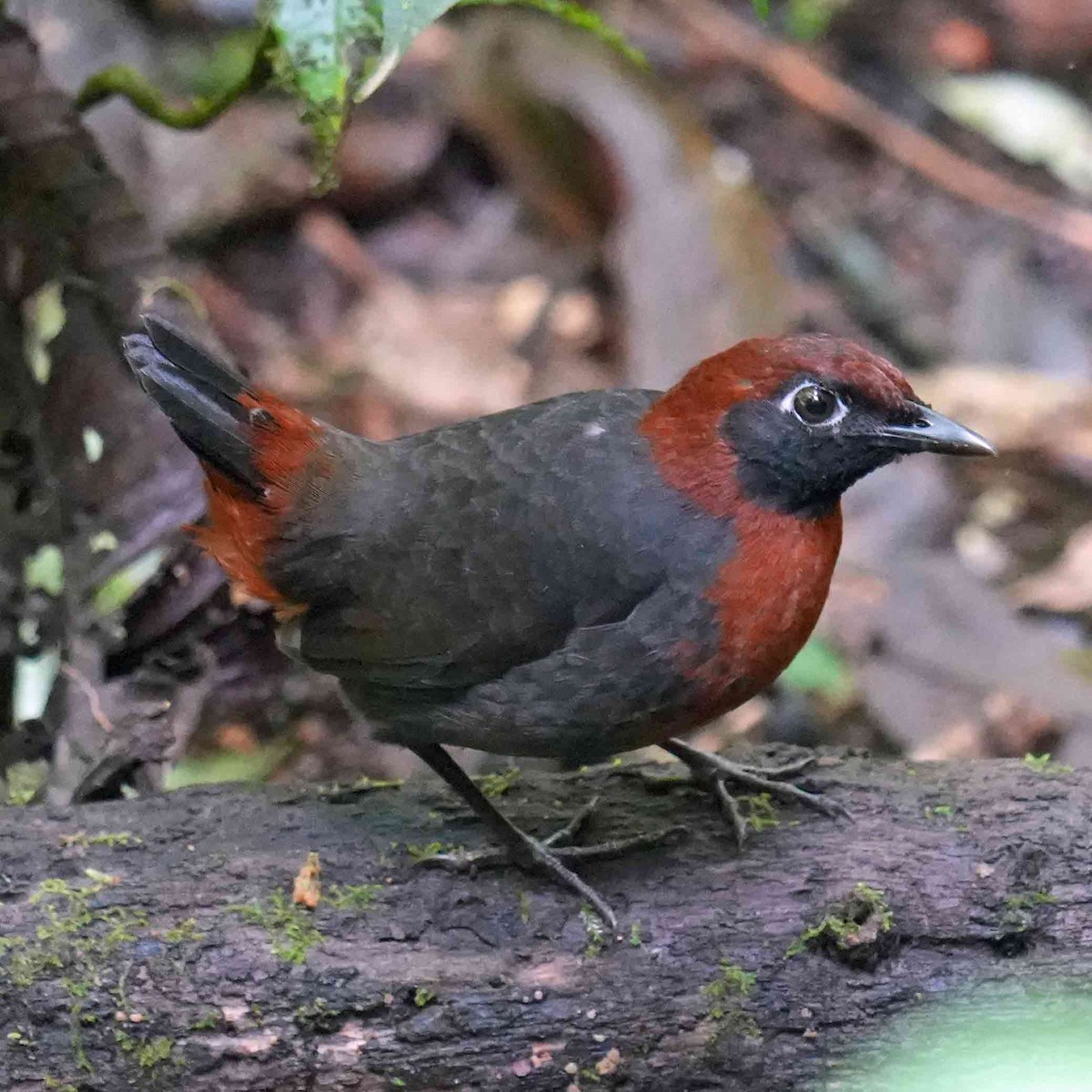 Rufous-breasted Antthrush - ML637486234