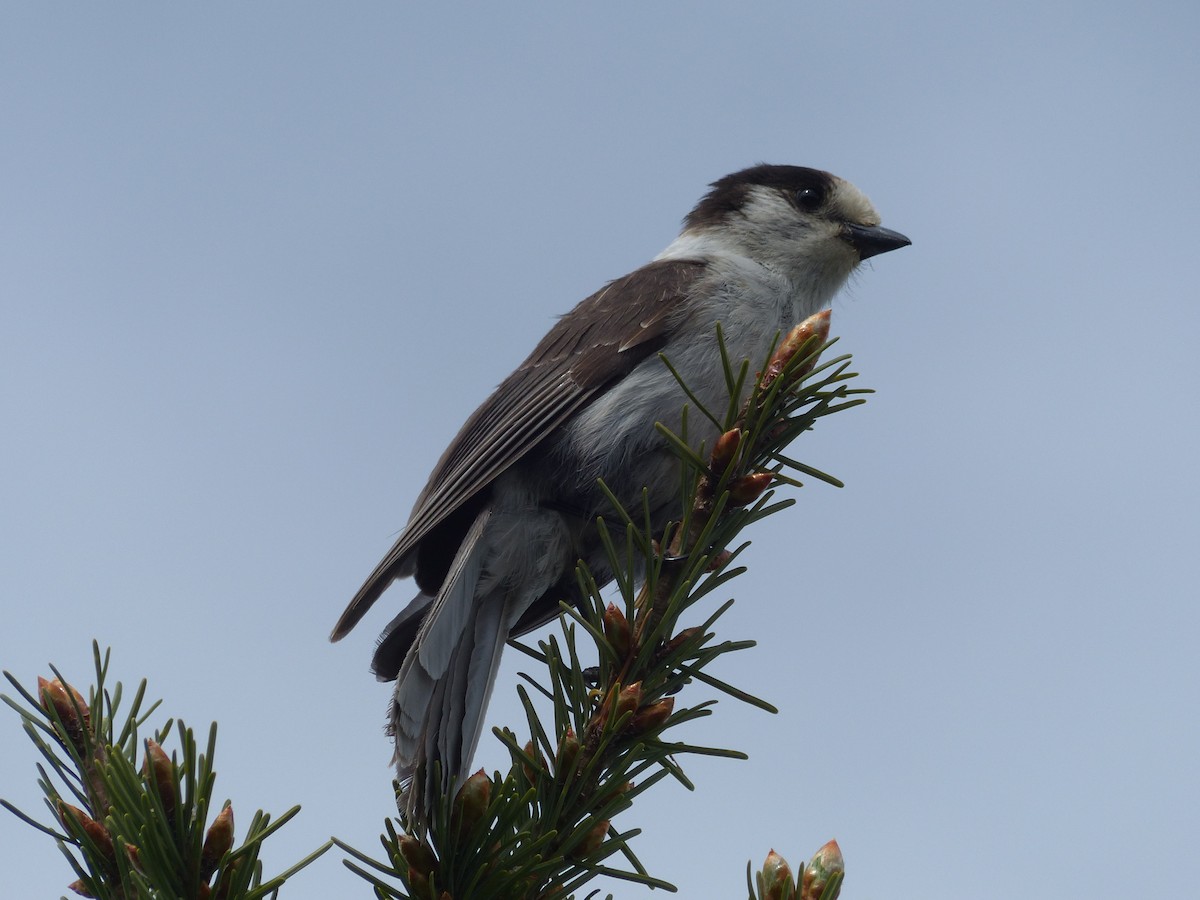 Meisenhäher - ML637486268